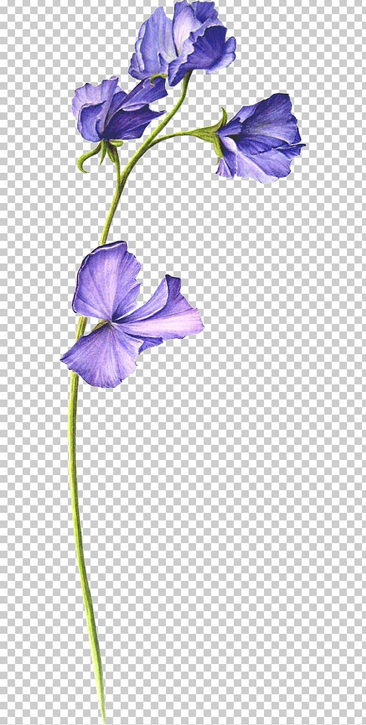 Sweet Pea Botanical Illustration Flower PNG, Clipart, Bellflower Family, Biological Illustration, Birth Flower, Blue, Botanical Illustrator Free PNG Download