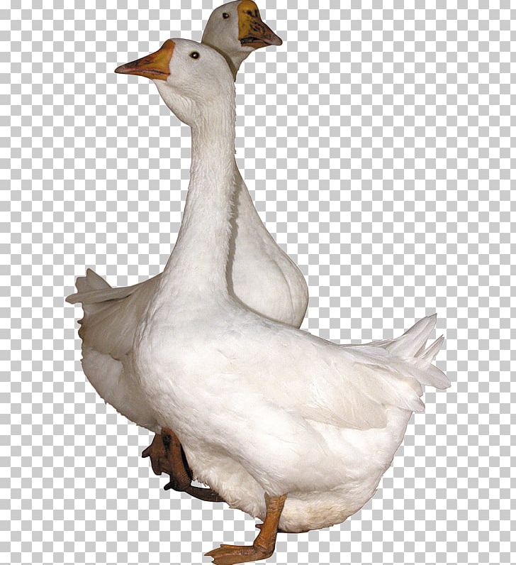 Domestic Goose Duck Cygnini Bird PNG, Clipart, Animals, Beak, Bird, Canada Goose, Computer Icons Free PNG Download