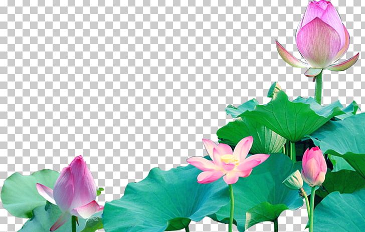 Lotus Seed PNG, Clipart, Annual Plant, Aquatic Plant, Computer Wallpaper, Floating, Flower Free PNG Download
