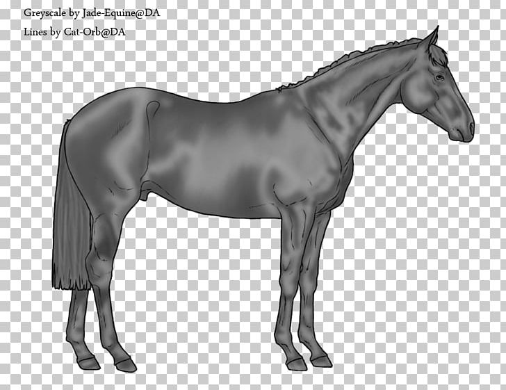 Swiss Warmblood American Paint Horse Australian Stock Horse Stallion PNG, Clipart, Australian, Australian Stock Horse, Black, Black And White, Bridle Free PNG Download