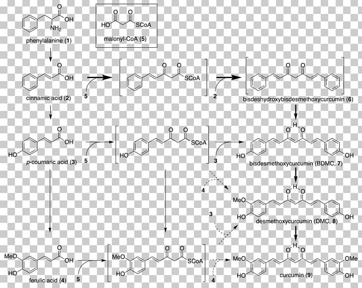 Turmeric Curcuminoid Biosynthesis Caryophyllene PNG, Clipart, Angle, Area, Biosynthesis, Black And White, Black Pepper Free PNG Download