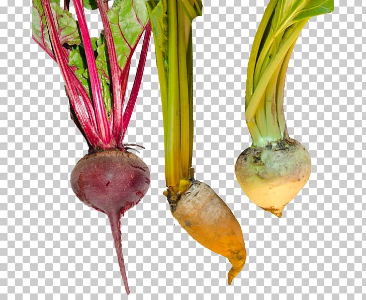 Beetroot Turnip PNG, Clipart, Beet, Beetroot, Food, Others, Plant Stem Free PNG Download