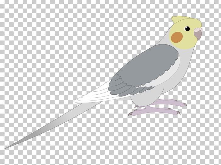 Cockatiel Bird Parakeet Beak Feather PNG, Clipart, Animals, Beak, Bird, Bird Of Prey, Cockatiel Free PNG Download