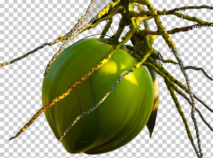 Coconut Water Coconut Oil Coir Tree PNG, Clipart, Branch, Coconut, Coconut Oil, Coconut Water, Coir Free PNG Download
