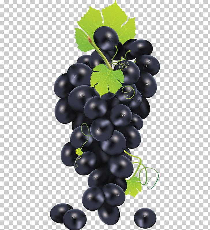 Common Grape Vine PNG, Clipart, Black Grapes, Cartoon, Food, Fruit, Fruit  Nut Free PNG Download