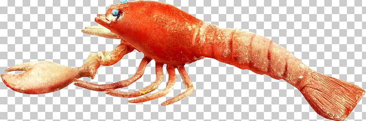 Lobster Seafood Fish PNG, Clipart, Animals, Animal Source Foods, Cartoon Lobster, Decapoda, Finger Free PNG Download