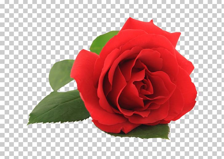 Rose Flower Stock Photography PNG, Clipart, Black Baccara, Bud, Camellia, China Rose, Cut Flowers Free PNG Download