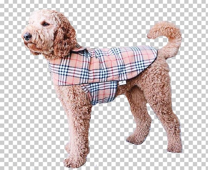 Standard Poodle Miniature Poodle Goldendoodle Cockapoo Spanish Water Dog PNG, Clipart, Breed, Carnivoran, Clothing, Cockapoo, Companion Dog Free PNG Download