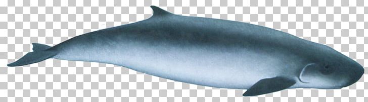Common Bottlenose Dolphin Tucuxi Rough-toothed Dolphin Short-beaked Common Dolphin Wholphin PNG, Clipart, Animal Figure, Dwarf, Mammal, Marine Biology, Marine Mammal Free PNG Download