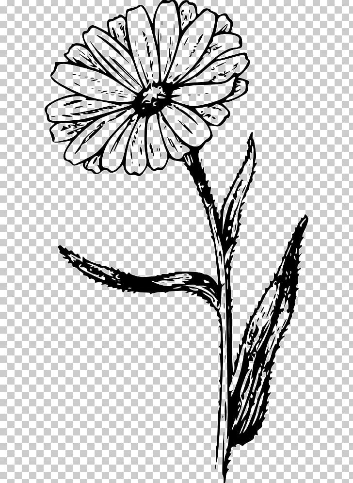 Marigold Line Art PNG, Clipart, Black And White, Branch, Desktop Wallpaper, Flower, Leaf Free PNG Download