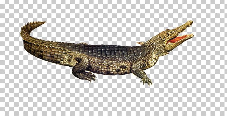 Nile Crocodile American Alligator PNG, Clipart, Alligator, American Alligator, Animal, Animals, Biological Free PNG Download