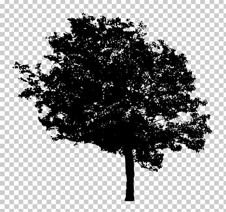 Tree Desktop PNG, Clipart, Black And White, Branch, Desktop Wallpaper, Display Resolution, Image File Formats Free PNG Download