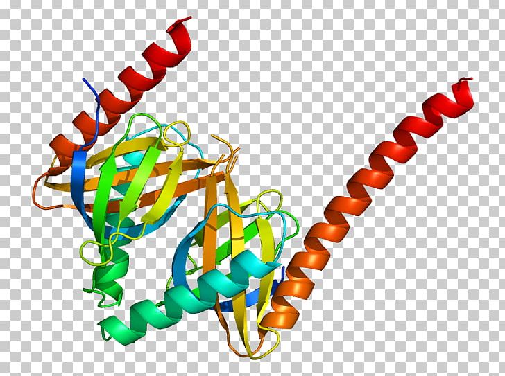 APPL1 Signal Transducing Adaptor Protein Endosome OCRL PNG, Clipart, Apolipoprotein A1, Appl, Body Jewelry, Ela, Endosome Free PNG Download