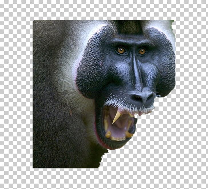 Baboons Mandrill Laptop High-definition Television PNG, Clipart, 4k Resolution, 1080p, Animals, Ape, Apes Free PNG Download