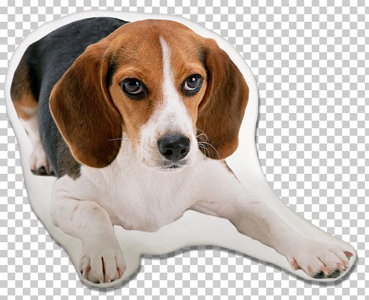Beagle-Harrier Puppy Basset Hound PNG, Clipart, Animals, Basset Artesien Normand, Basset Hound, Beagle, Beagle Free PNG Download