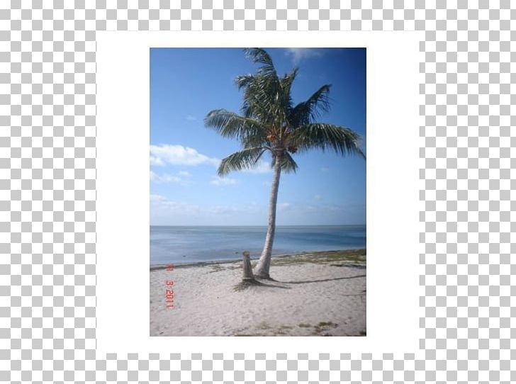 Caribbean Arecaceae Vacation Sky Plc Tree PNG, Clipart, Arecaceae, Arecales, Beach, Caribbean, Palm Tree Free PNG Download