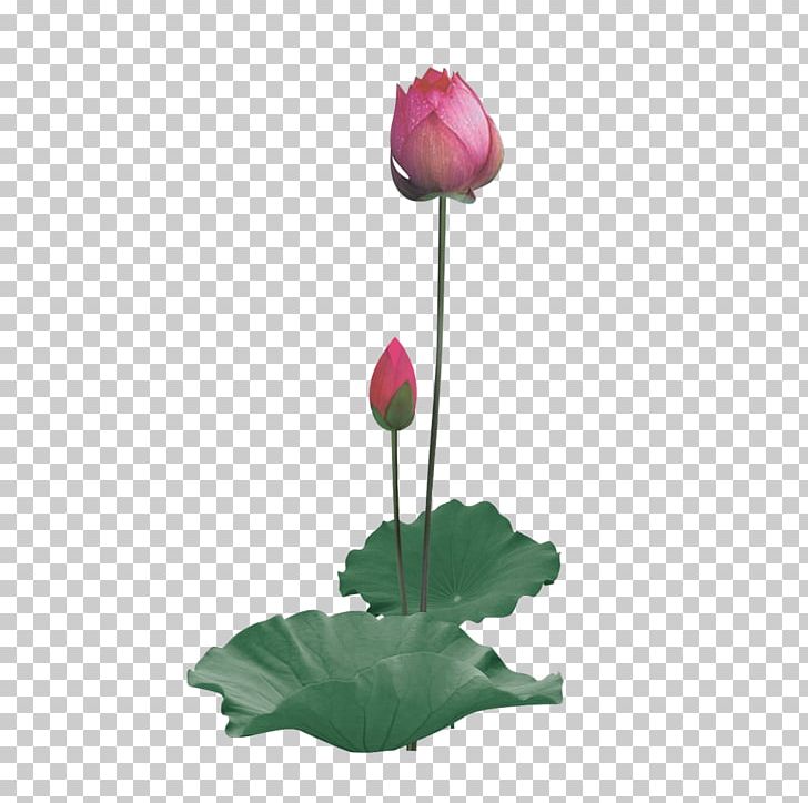 Nelumbo Nucifera Water Lily PNG, Clipart, Aquatic Plant, Bud, Color, Download, Flower Free PNG Download