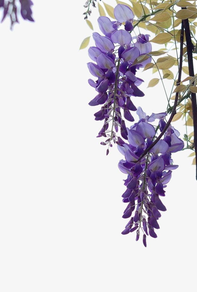 Wisteria Edge Of Material PNG, Clipart, Edge Clipart, Flower, Flowers, Material Clipart, Picture Clipart Free PNG Download