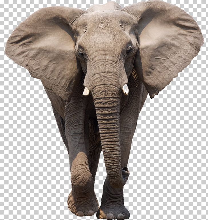 African Bush Elephant Elephantidae PNG, Clipart, African Bush Elephant, African Elephant, Calf, Computer Icons, Elephant Free PNG Download
