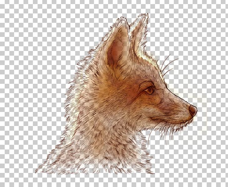 Red Fox Whiskers Fur Jackal Fauna PNG, Clipart, Carnivoran, Dog Like Mammal, Fauna, Fox, Fox News Free PNG Download