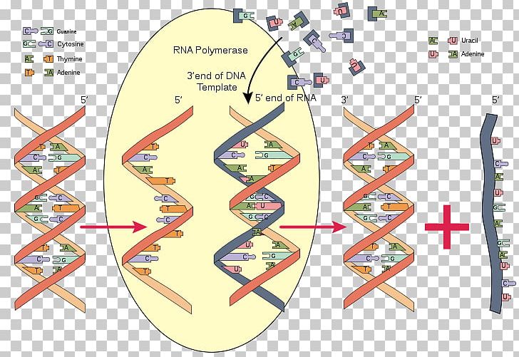 RNA Polymerase DNA Biochemistry PNG, Clipart, Adenine, Area, Biochemistry, Diagram, Dna Free PNG Download