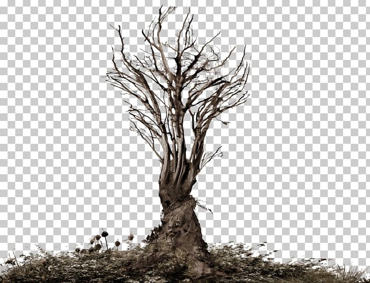 Tree Snag Branch PNG, Clipart, Black And White, Branch, Cari, Encapsulated Postscript, Forest Free PNG Download