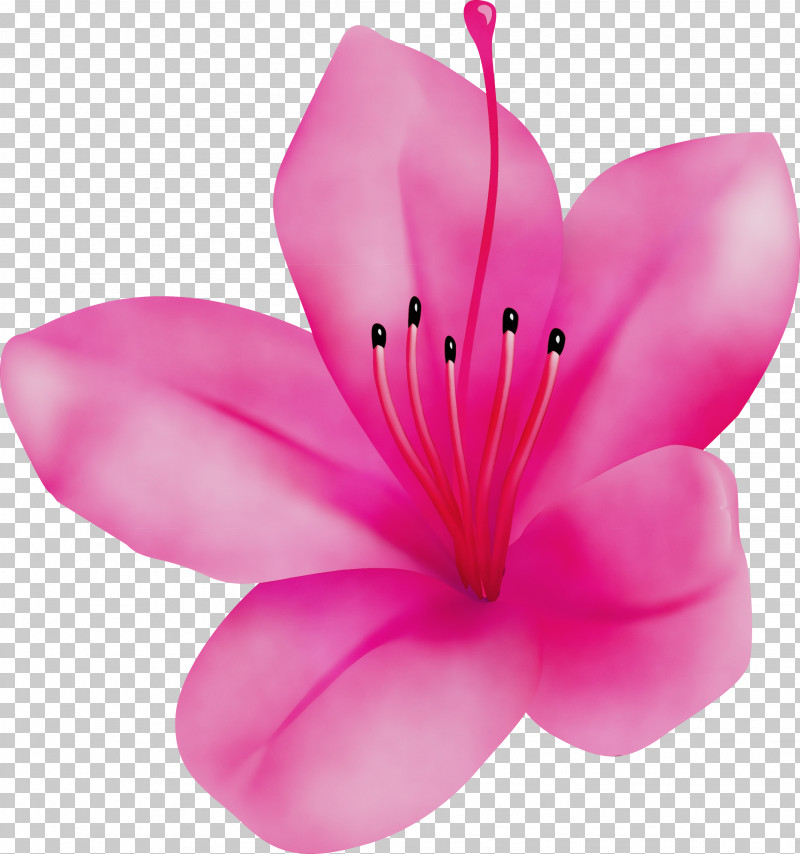 Petal Pink Flower Plant Herbaceous Plant PNG, Clipart, Azalea, Azalea Flower, Flower, Herbaceous Plant, Paint Free PNG Download