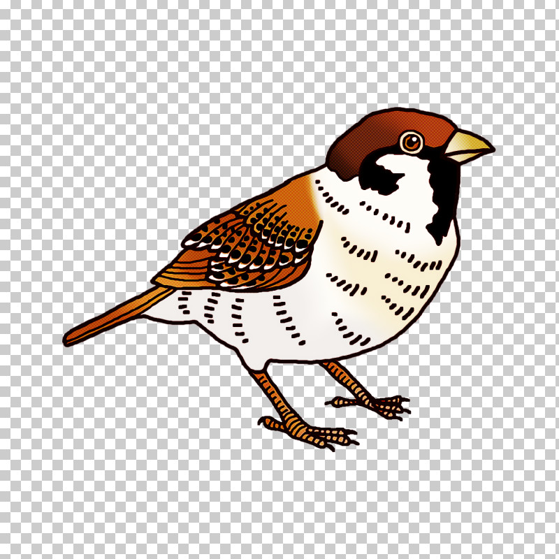 Birds Passerine Parrots Wrens Bluebirds PNG, Clipart, Beak, Birds, Bluebirds, Cartoon, Drawing Free PNG Download