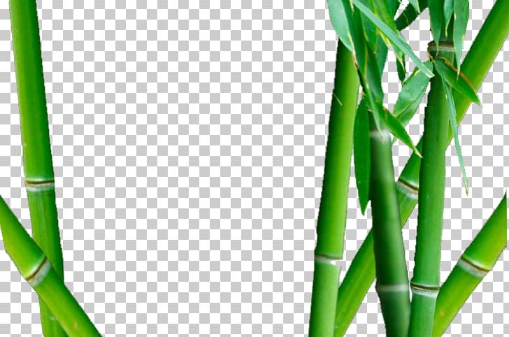 Bamboo Close-up PNG, Clipart, Bamboo, Closeup, Dictionary, Grass, Grass Family Free PNG Download