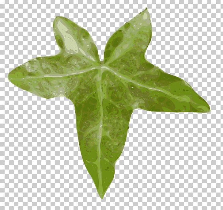 Drawing Leaf PNG, Clipart, Common Ivy, Computer Icons, Desktop Wallpaper, Download, Drawing Free PNG Download