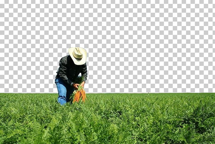 Farmer Agriculture Agronomist PNG, Clipart, Ackerbau, Agriculture, Agronomist, Crop, Digital Media Free PNG Download