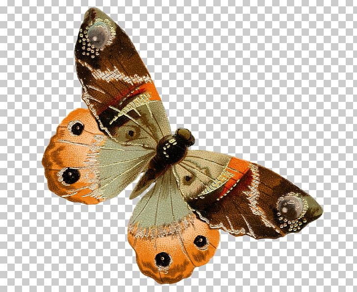 Nymphalidae Artist United States Moth PNG, Clipart, Art, Arthropod, Beauty, Brush Footed Butterfly, Butterfly Free PNG Download