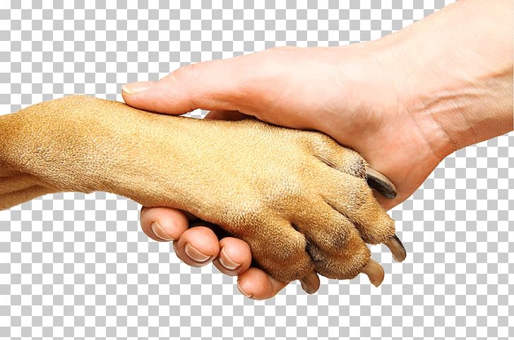 Dog Cat Paw Stock Photography Hand PNG, Clipart, Animals, Cat, Dog, Dogcat Relationship, Finger Free PNG Download