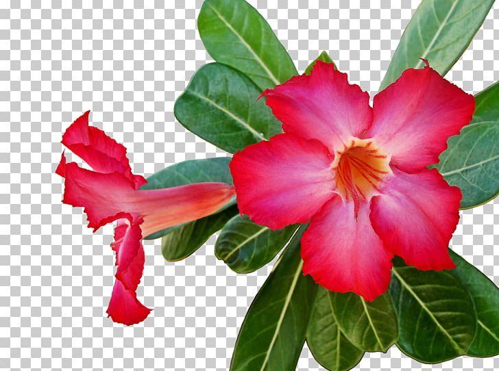 Flower Annual Plant Petal Herbaceous Plant PNG, Clipart, Annual Plant, China Rose, Chinese Cuisine, Flower, Flowering Plant Free PNG Download