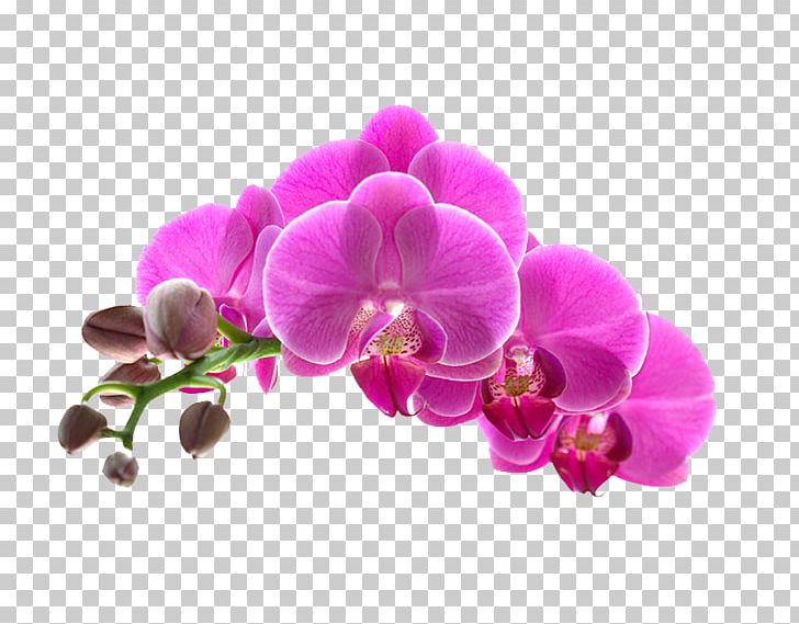 Orchids Flower Stock Photography Getty S PNG, Clipart, Close, Closeup, Floating Petals, Flowering Plant, Flower Petals Free PNG Download