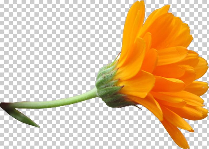 Flower Rose PNG, Clipart, Basmala, Blog, Bloom, Calendula, Clip Art Free PNG Download