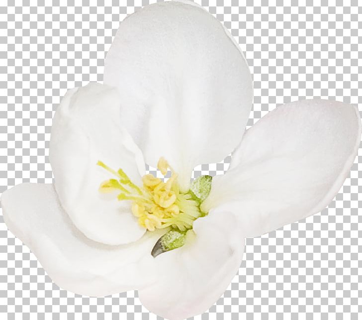 Flowering Plant PNG, Clipart, Blossom, Cicek, Cicek Resimleri, Flower, Flowering Plant Free PNG Download