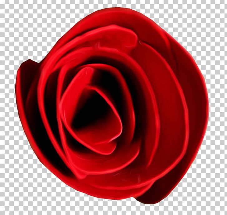 Garden Roses Beach Rose Flower PNG, Clipart, Beach Rose, Circle, Closeup, Download, Euclidean Vector Free PNG Download