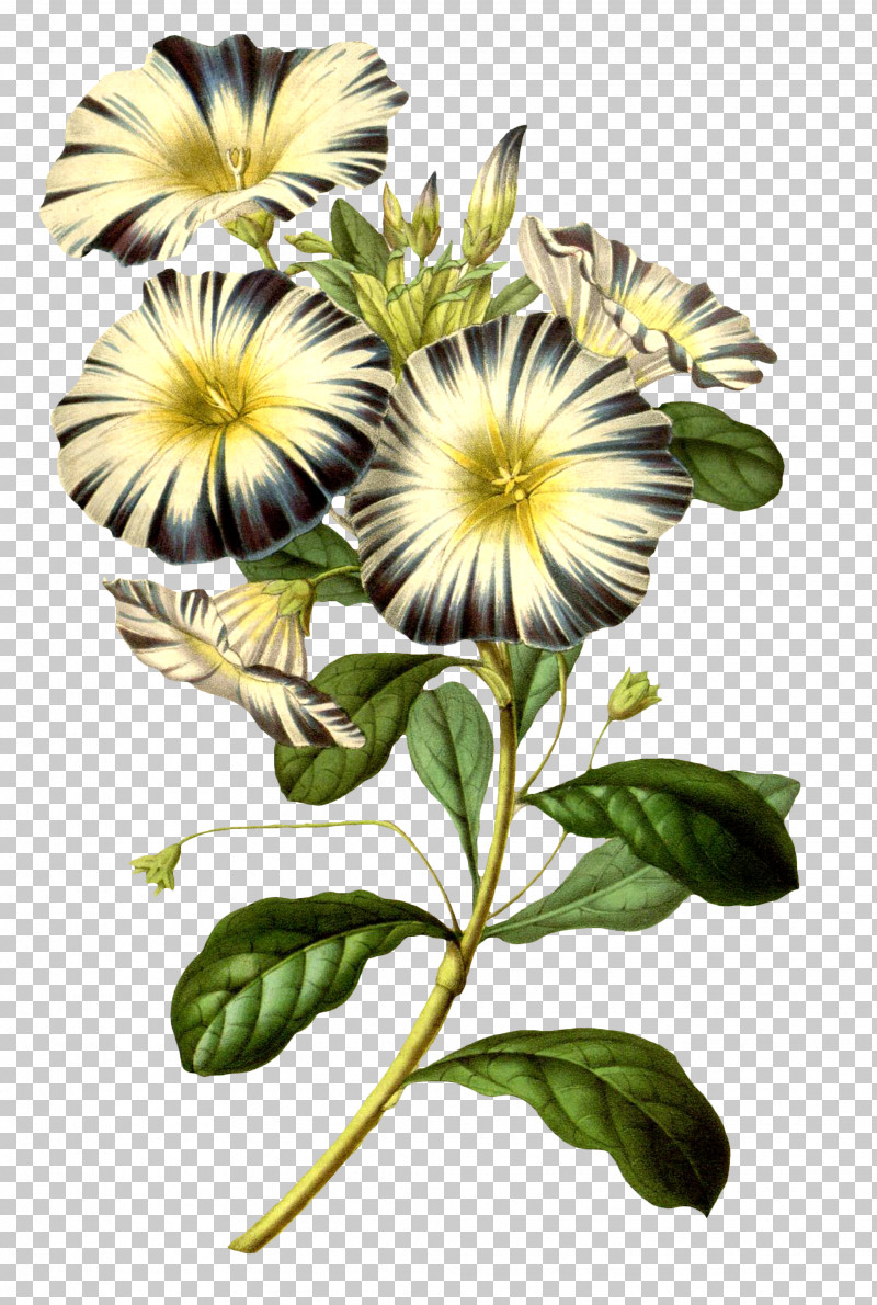 Sunflower PNG, Clipart, Annual Plant, Flower, Morning Glory, Petal, Petunia Free PNG Download