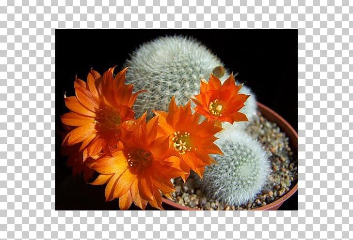 Cactaceae Rebutia Muscula Houseplant PNG, Clipart, Begonia, Blossom, Cactaceae, Cactus, Calla Lily Free PNG Download