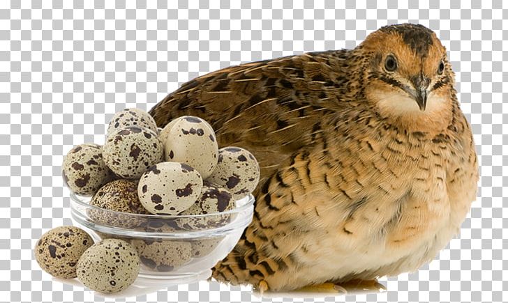 Common Quail Japanese Quail Phasianidae Chicken Turkey PNG, Clipart, Animal, Beak, Bird, Chicken, Common Quail Free PNG Download