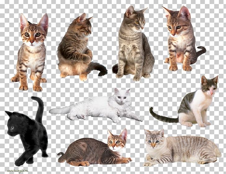 Dragon Li European Shorthair American Wirehair California Spangled Ocicat PNG, Clipart, Animals, Asian, Carnivoran, Cat, Cat Like Mammal Free PNG Download