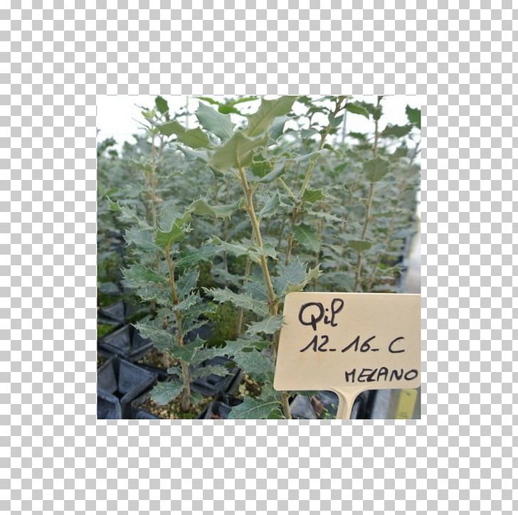 Quercus Ilex Oak Nursery Tree Périgord Black Truffle PNG, Clipart, Fruity, Groundcover, Herb, Holly, Ilex Free PNG Download