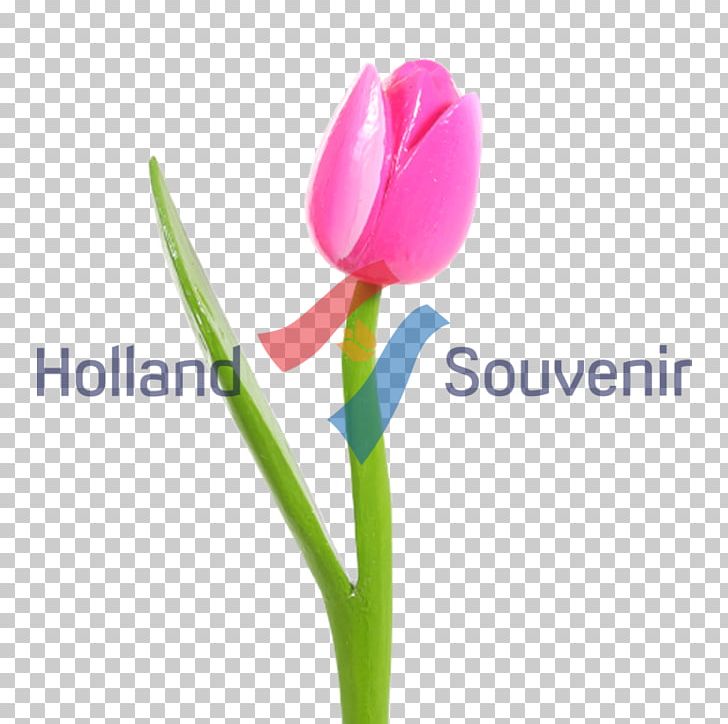 Tulip Desktop Petal Plant Stem Computer PNG, Clipart, Computer, Computer Wallpaper, Desktop Wallpaper, Flower, Flowering Plant Free PNG Download
