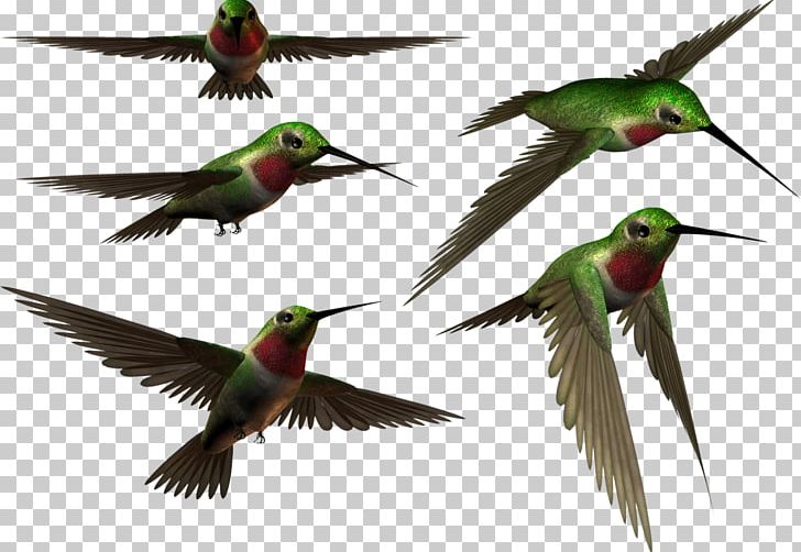 Hummingbird Animal Photography PNG, Clipart, Animal, Animals, Beak, Bird, Coraciiformes Free PNG Download