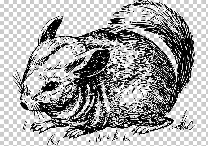 Open Rodent Short-tailed Chinchilla PNG, Clipart, Animal, Black And White, Carnivoran, Chinchilla, Domestic Rabbit Free PNG Download