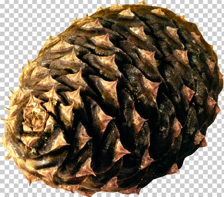 Pine Cone PNG, Clipart, Pine Cone Free PNG Download