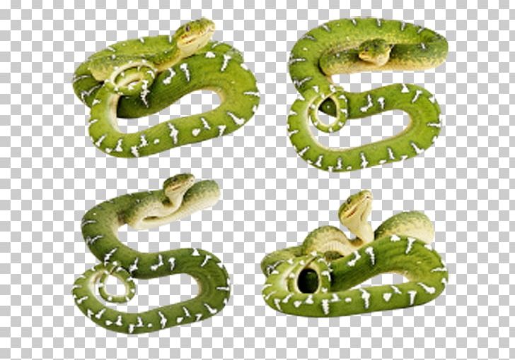 Smooth Green Snake PNG, Clipart, Animals, Art , Background Green, Blue, Boas Free PNG Download
