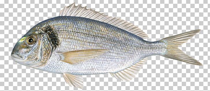 Tilapia Gilt-head Bream Fried Fish PNG, Clipart, Animal Figure, Animal Source Foods, Bream, European Bass, Fauna Free PNG Download