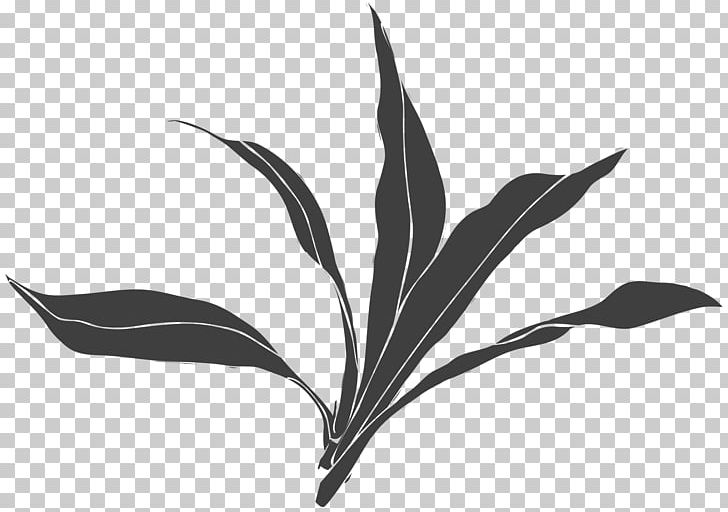 Black And White Leaf Plant PNG, Clipart, Art, Black And White, Branch, Designer, Drawing Free PNG Download